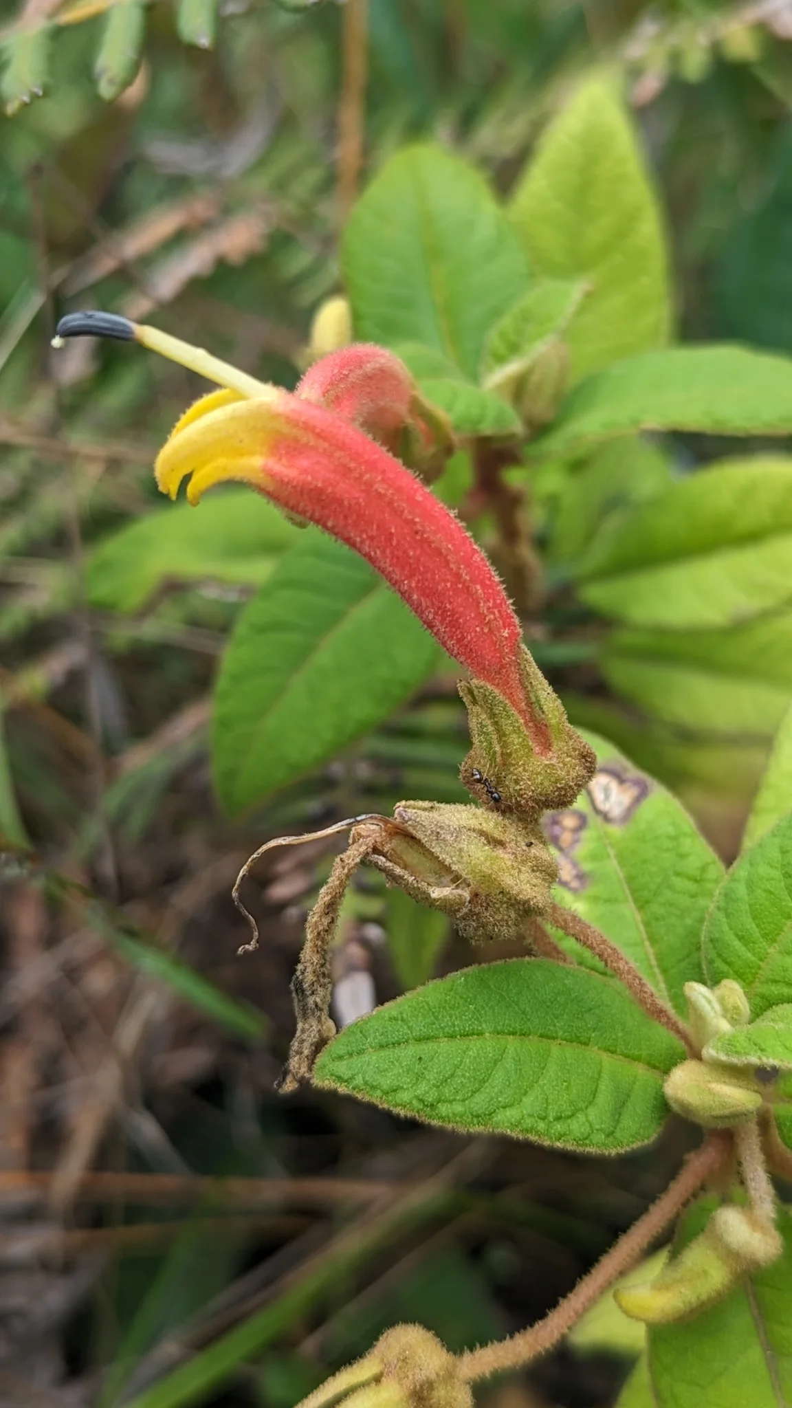 A red hairy tubular flower with yellow lobes and a long projecting anther column belongs to Campanulaceae. The genus remains open.