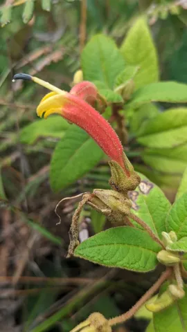 A red hairy tubular flower with yellow lobes and a long projecting anther column belongs to Campanulaceae. The genus remains open.