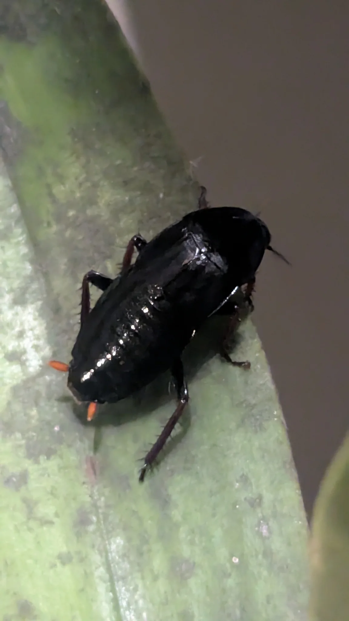 Black insect on a leaf. Finer identification remains unconfirmed.