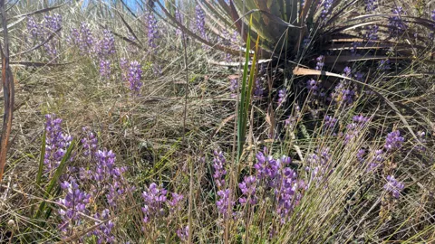 Purple flowers on slender stems