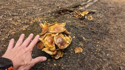 Cluster of golden mushrooms on dark soil. Finer identification remains unconfirmed.