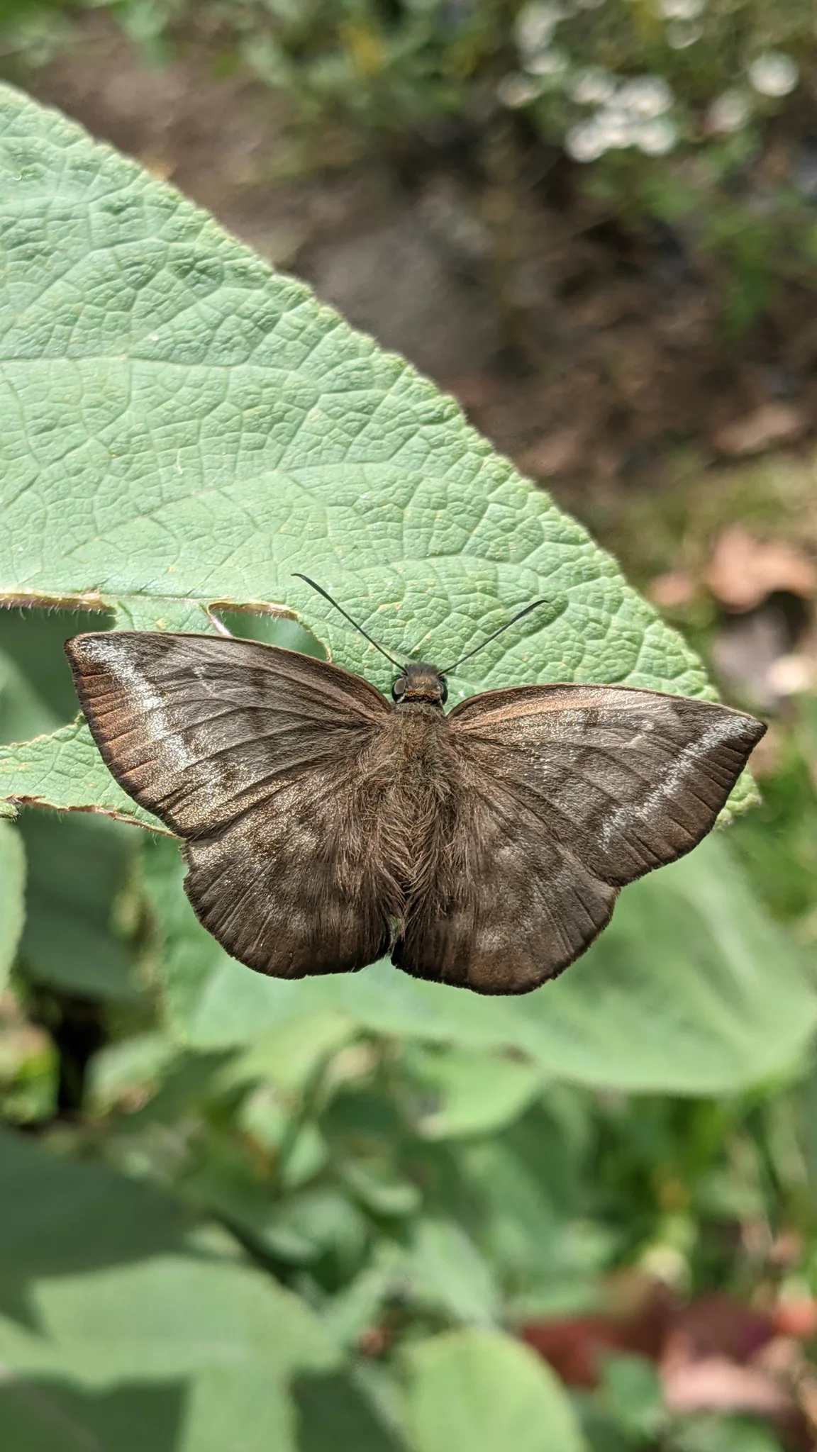 Moth on broad leaf. Finer identification remains unconfirmed.