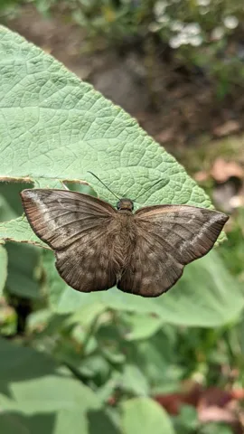 Moth on broad leaf. Finer identification remains unconfirmed.