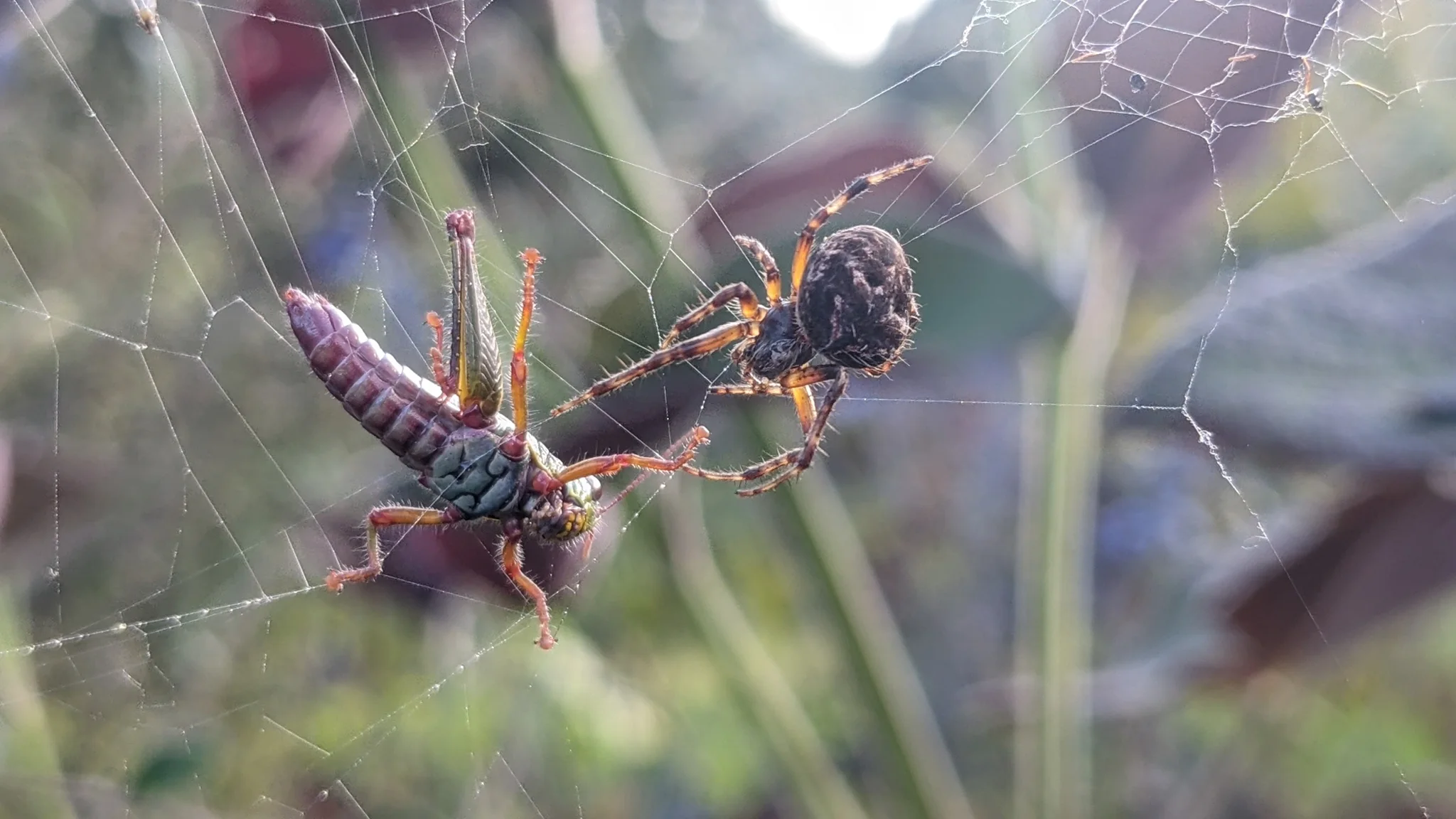 Spider in a web beside a dry stem. Finer identification remains unconfirmed.