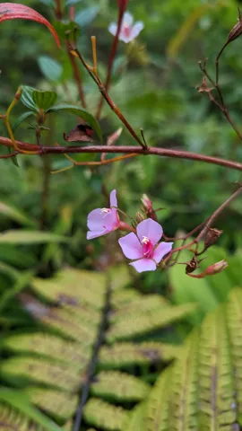 Pink Monochaetum flowers have four petals and curved stamens above opposite prominently veined leaves on reddish stems.