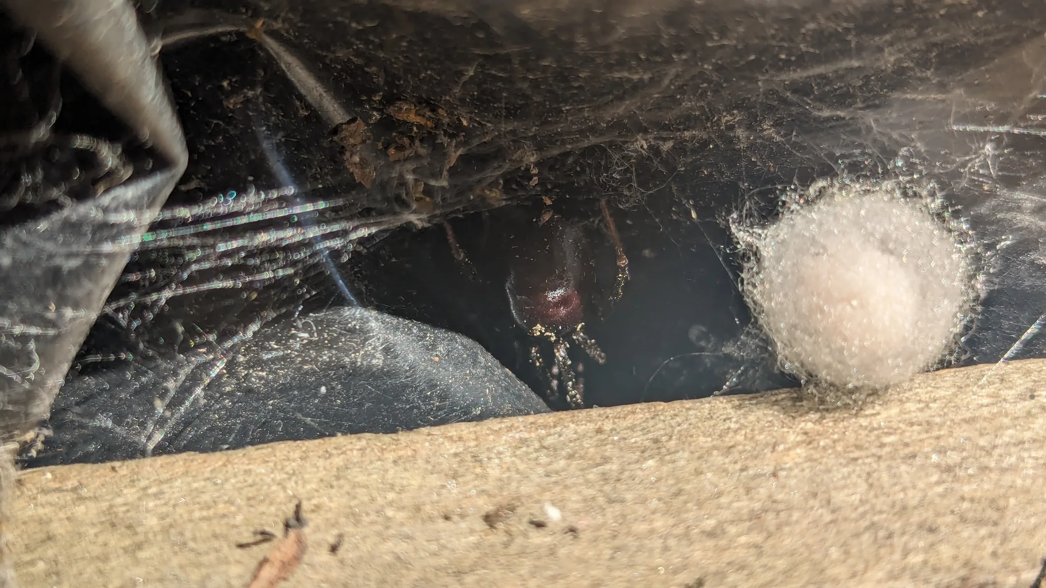 Spider and silk mass in a dusty corner. Finer identification remains unconfirmed.