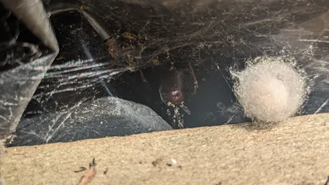 Spider and silk mass in a dusty corner. Finer identification remains unconfirmed.