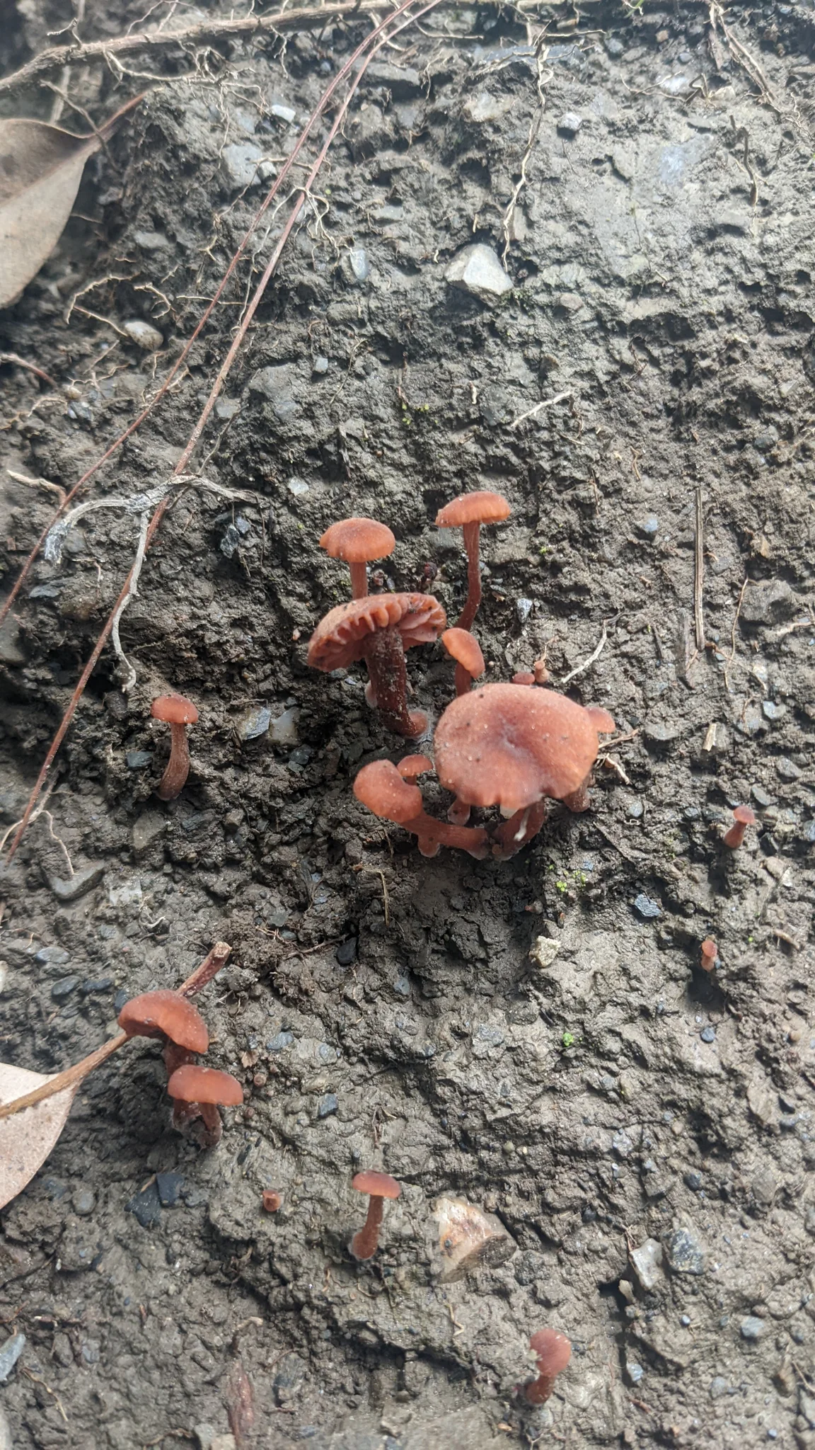 Small mushrooms on bark. Finer identification remains unconfirmed.