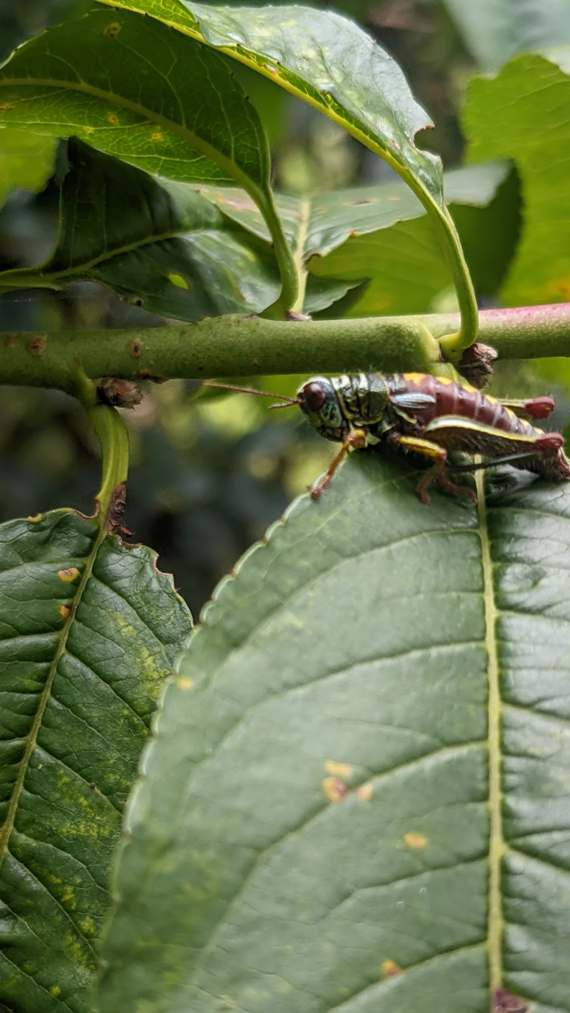 Insect on glossy leaf. Finer identification remains unconfirmed.