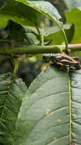Insect on glossy leaf. Finer identification remains unconfirmed.