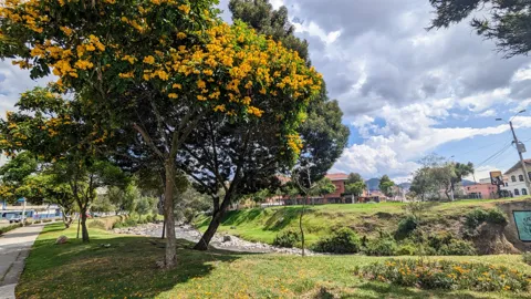 A leafy Tecoma tree bears dense clusters of yellow trumpet-shaped flowers beside a riverside park.