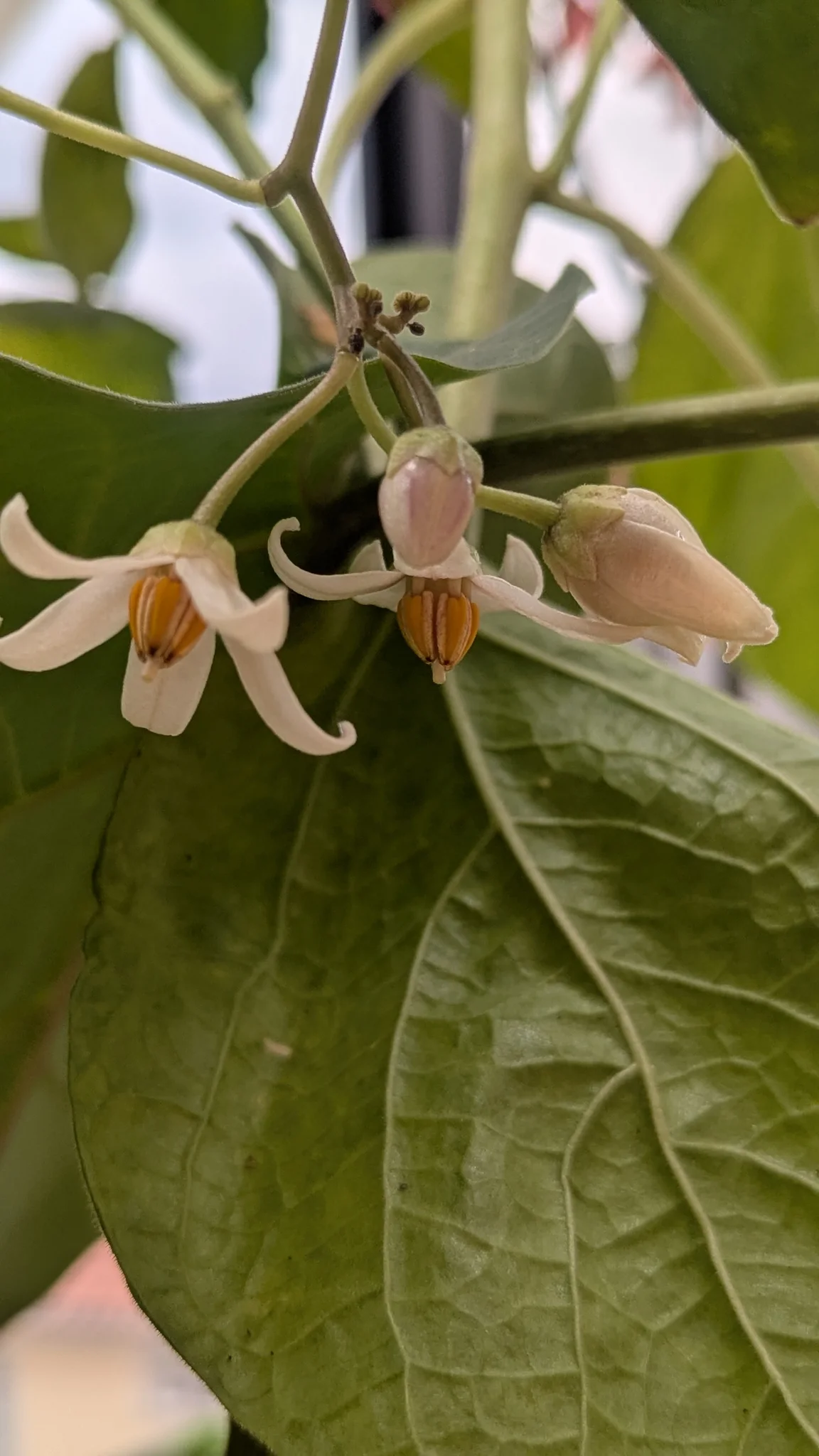 Small white flowers on green leaves. Finer identification remains unconfirmed.