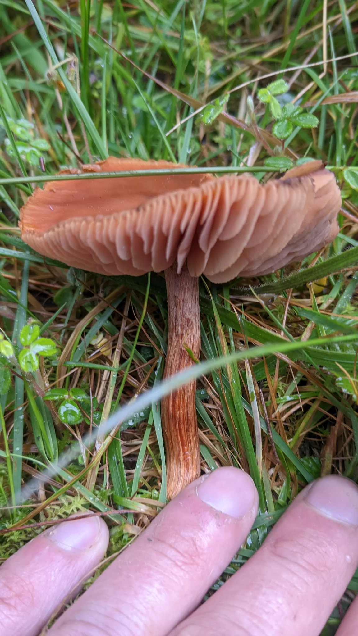 Pink gilled mushroom held in hand. Finer identification remains unconfirmed.