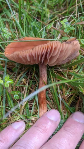 Pink gilled mushroom held in hand. Finer identification remains unconfirmed.