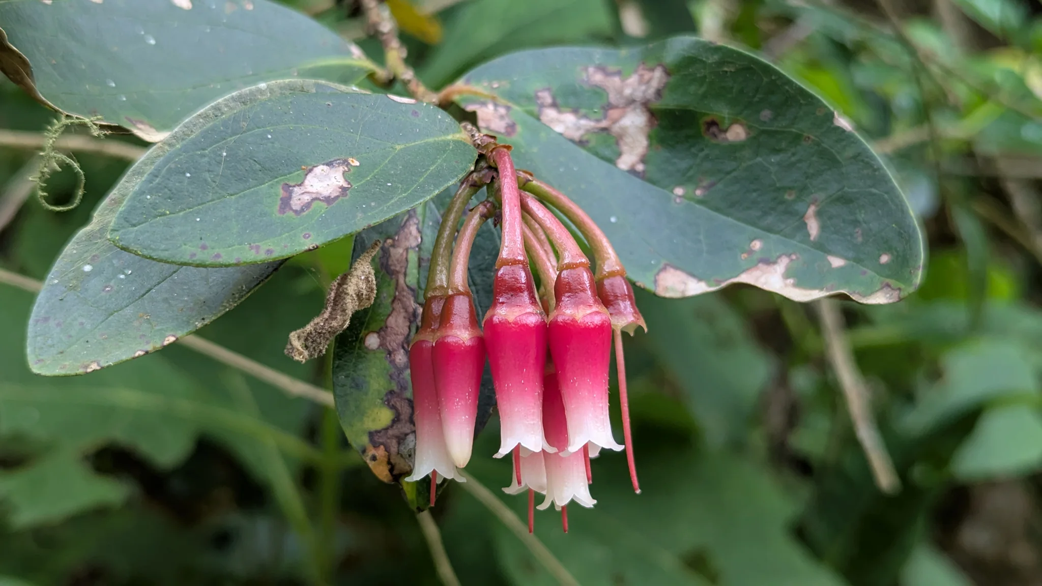Hanging red Macleania flowers with short pale tips cluster among glossy green leaves, showing the compact urn-shaped corollas.
