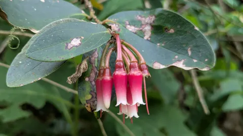 Hanging red Macleania flowers with short pale tips cluster among glossy green leaves, showing the compact urn-shaped corollas.