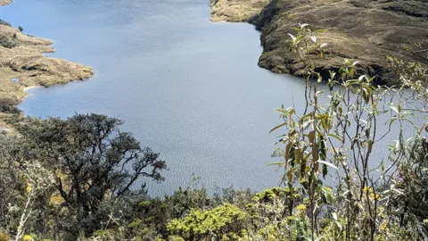Trees above a sheltered shore