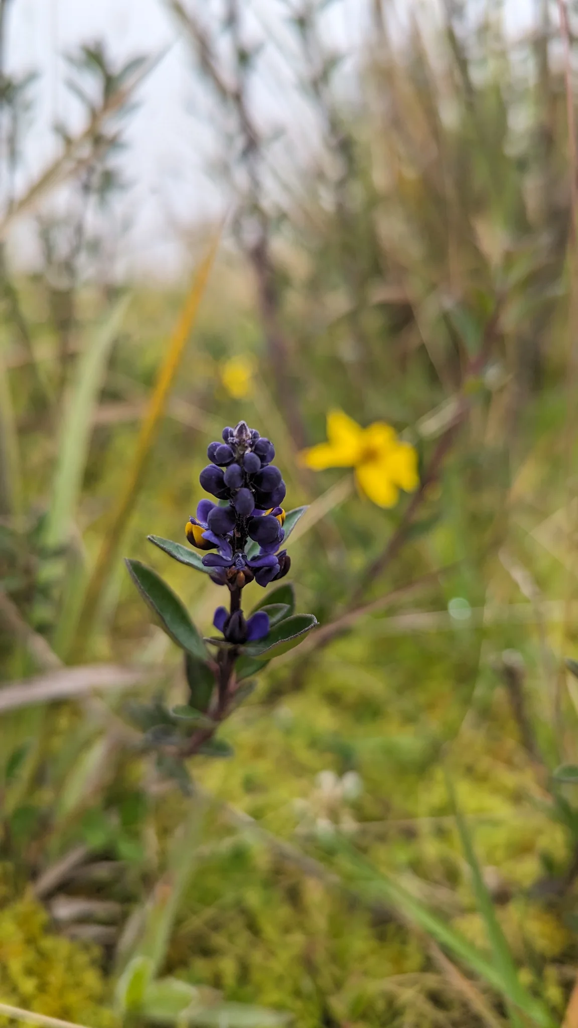 A compact spike of dark blue-purple Monnina flowers rises above small leathery leaves, with a yellow wildflower and highland grasses blurred behind.