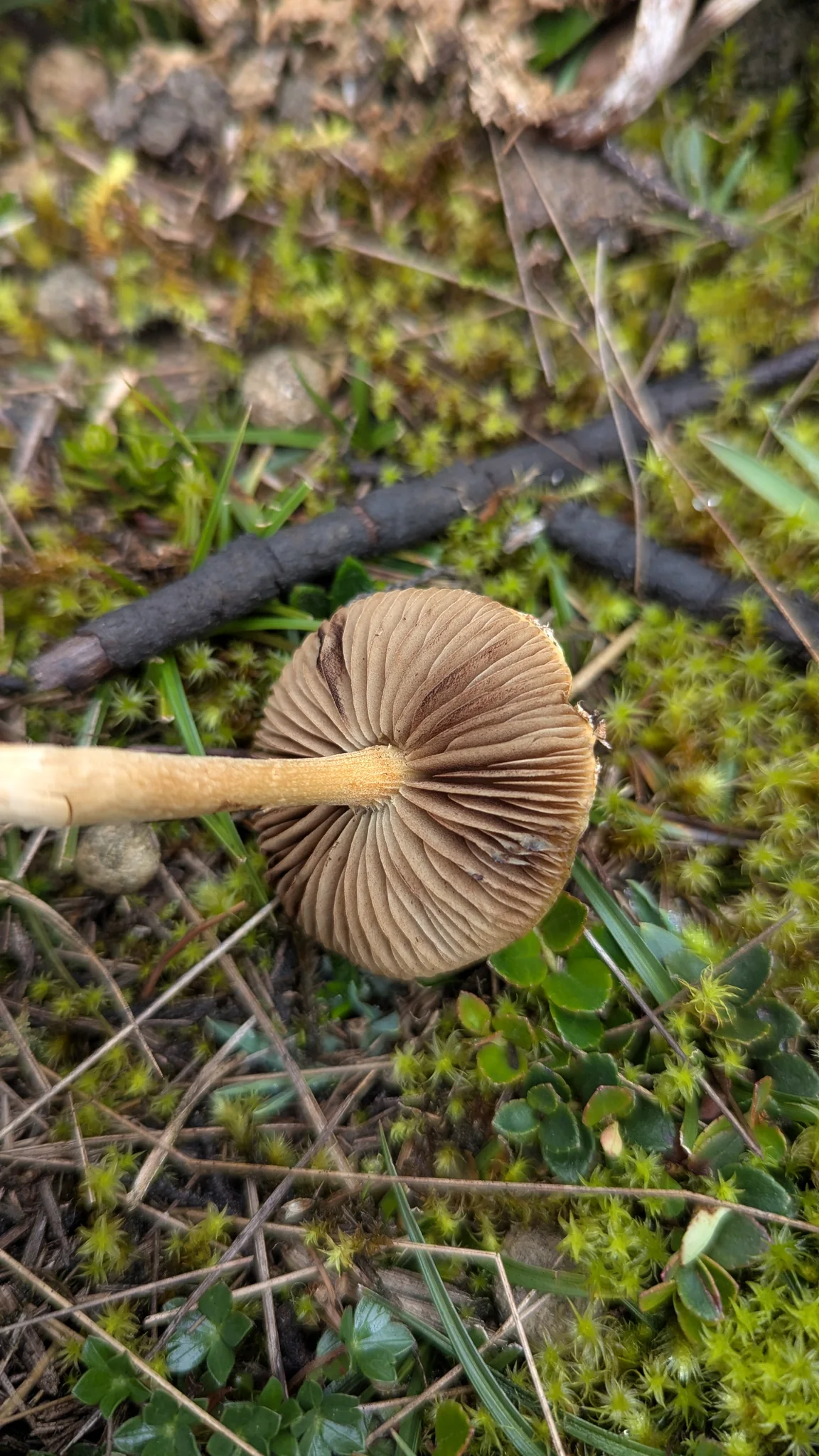 A view beneath an ochre mushroom reveals closely spaced brown gills radiating from its stalk. This feature alone does not establish a species.