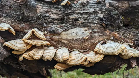 Shelf fungi along a fallen trunk