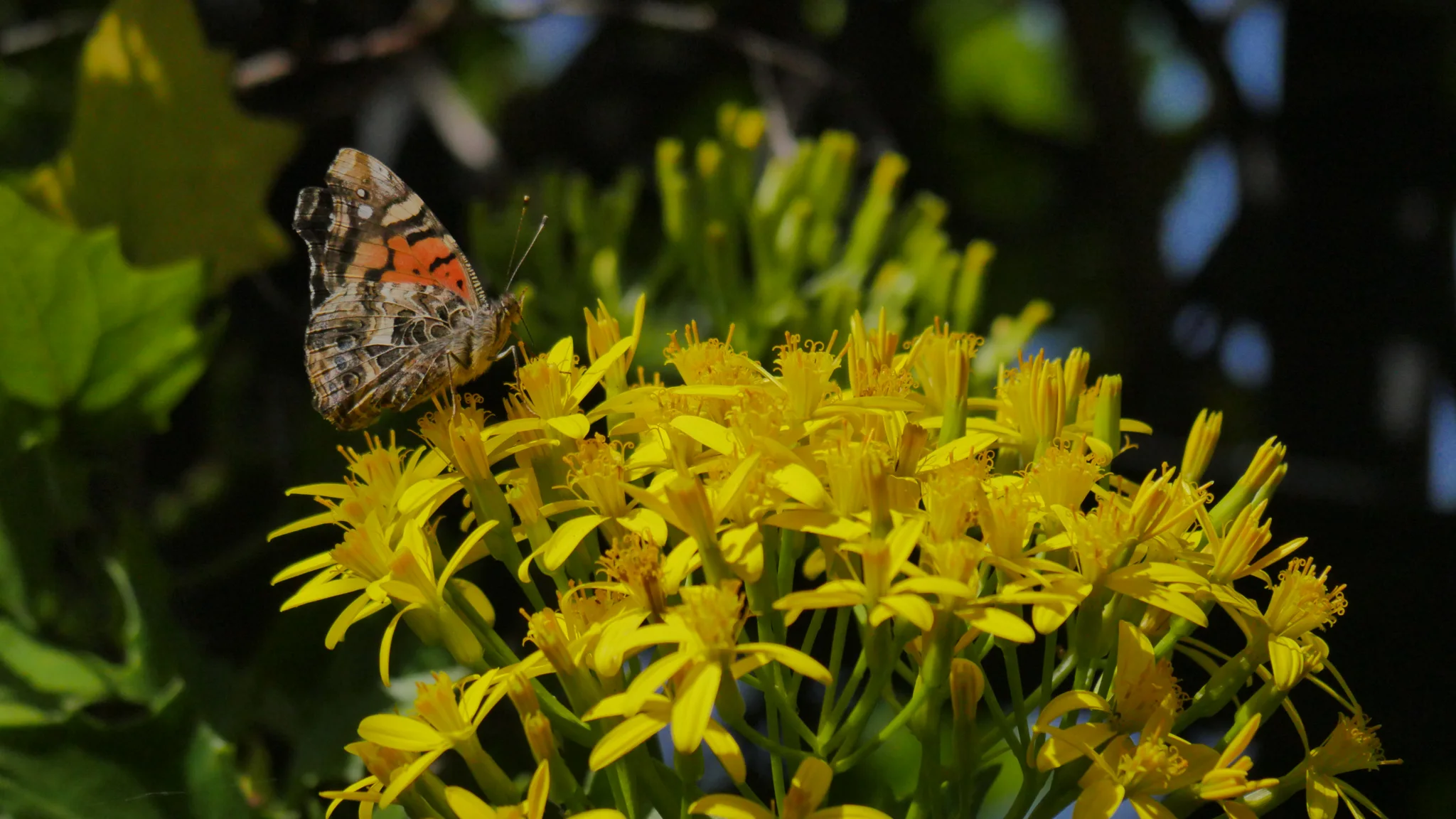 Mottled butterfly among yellow flowers. Finer identification remains unconfirmed.