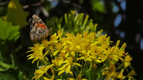 Mottled butterfly among yellow flowers. Finer identification remains unconfirmed.