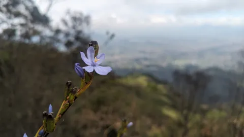 A pale blue Orthrosanthus chimboracensis flower shows six spreading tepals and three yellow stamens on a mountain slope.