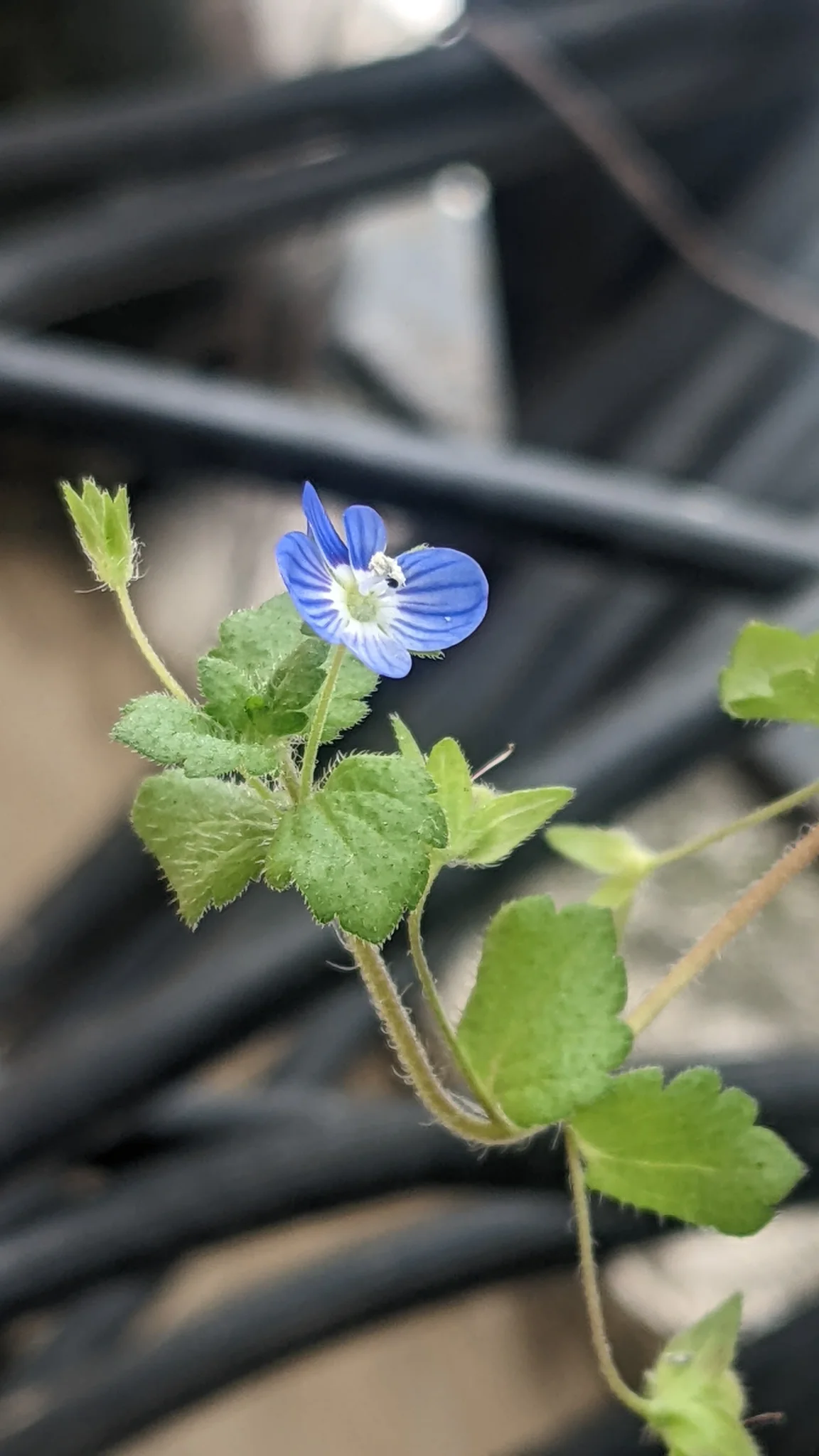 A small blue Veronica flower with four unequal, darker-veined lobes and a white centre blooms above hairy, toothed leaves near a wall.