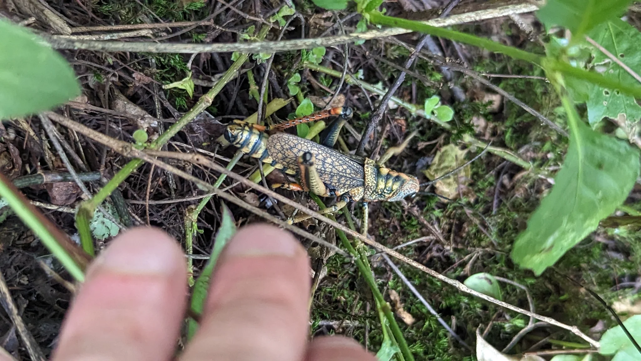 Patterned grasshopper among leaves. Finer identification remains unconfirmed.
