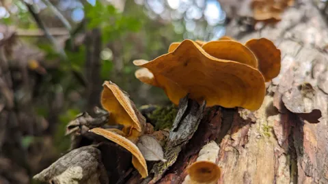 Orange fungi on weathered wood