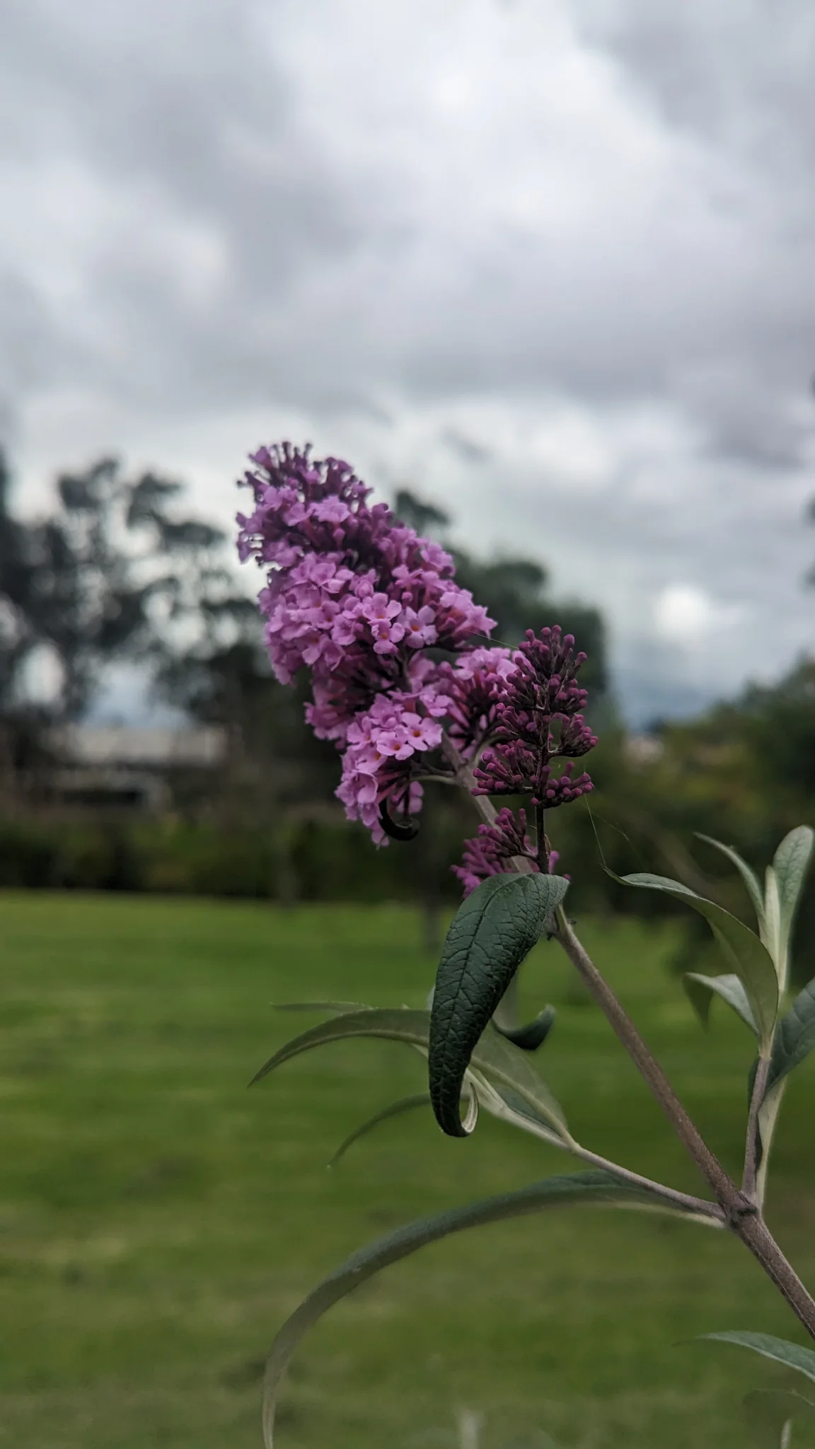 Dense conical clusters of purple Buddleja flowers bloom above narrow leaves beside a path under a cloudy sky.
