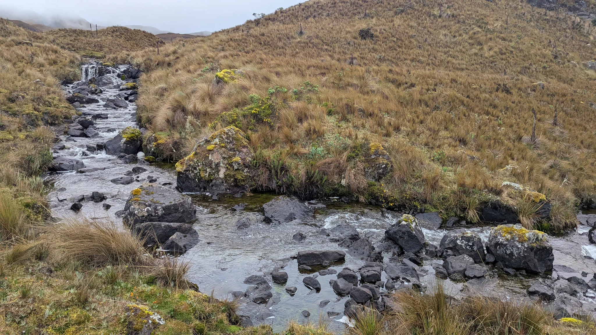 Dark stones break the surface of a shallow stream running between wet tussock banks.