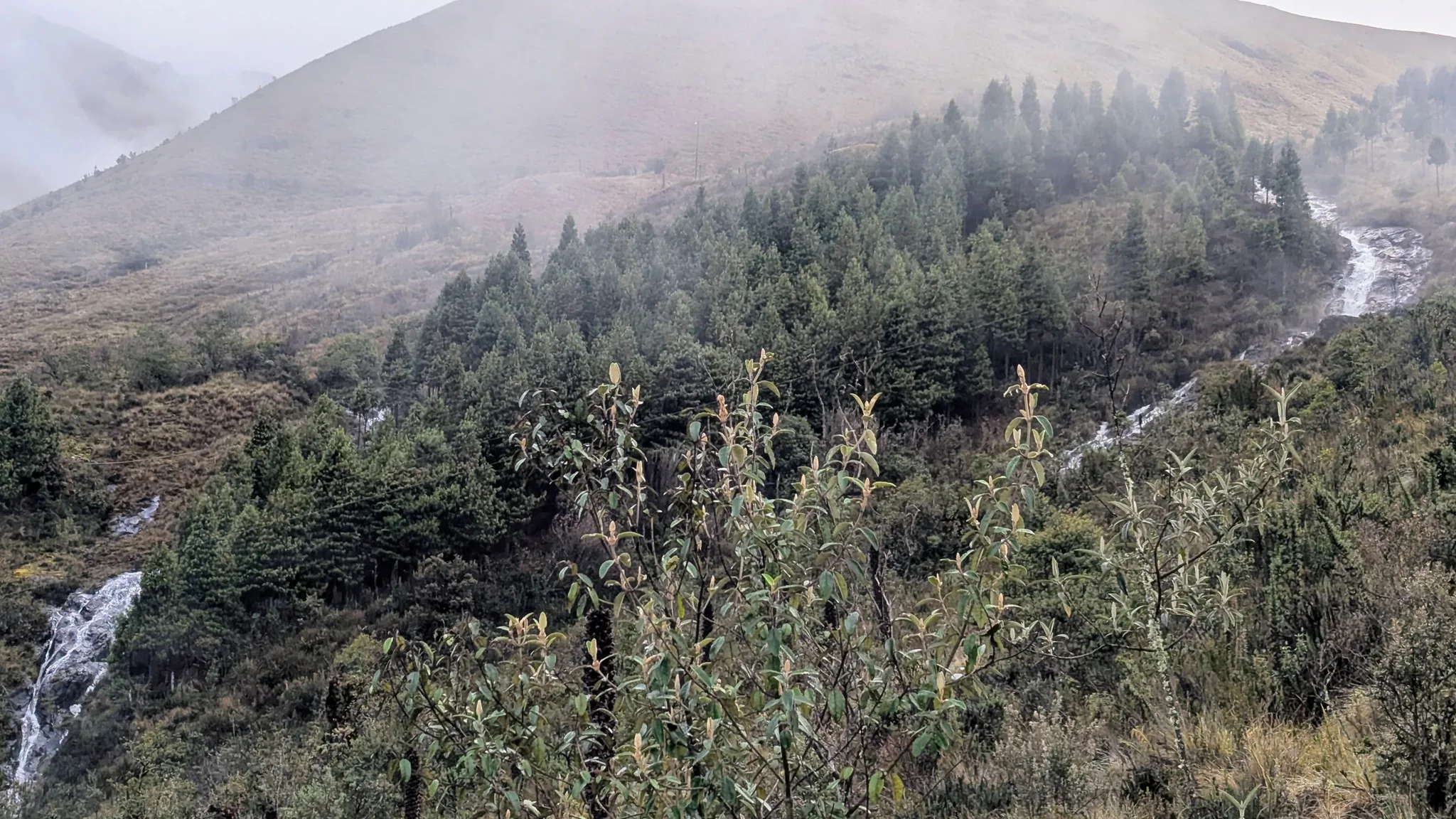 Two streams of white water frame a dark conifer grove in the Dos Chorreras area.