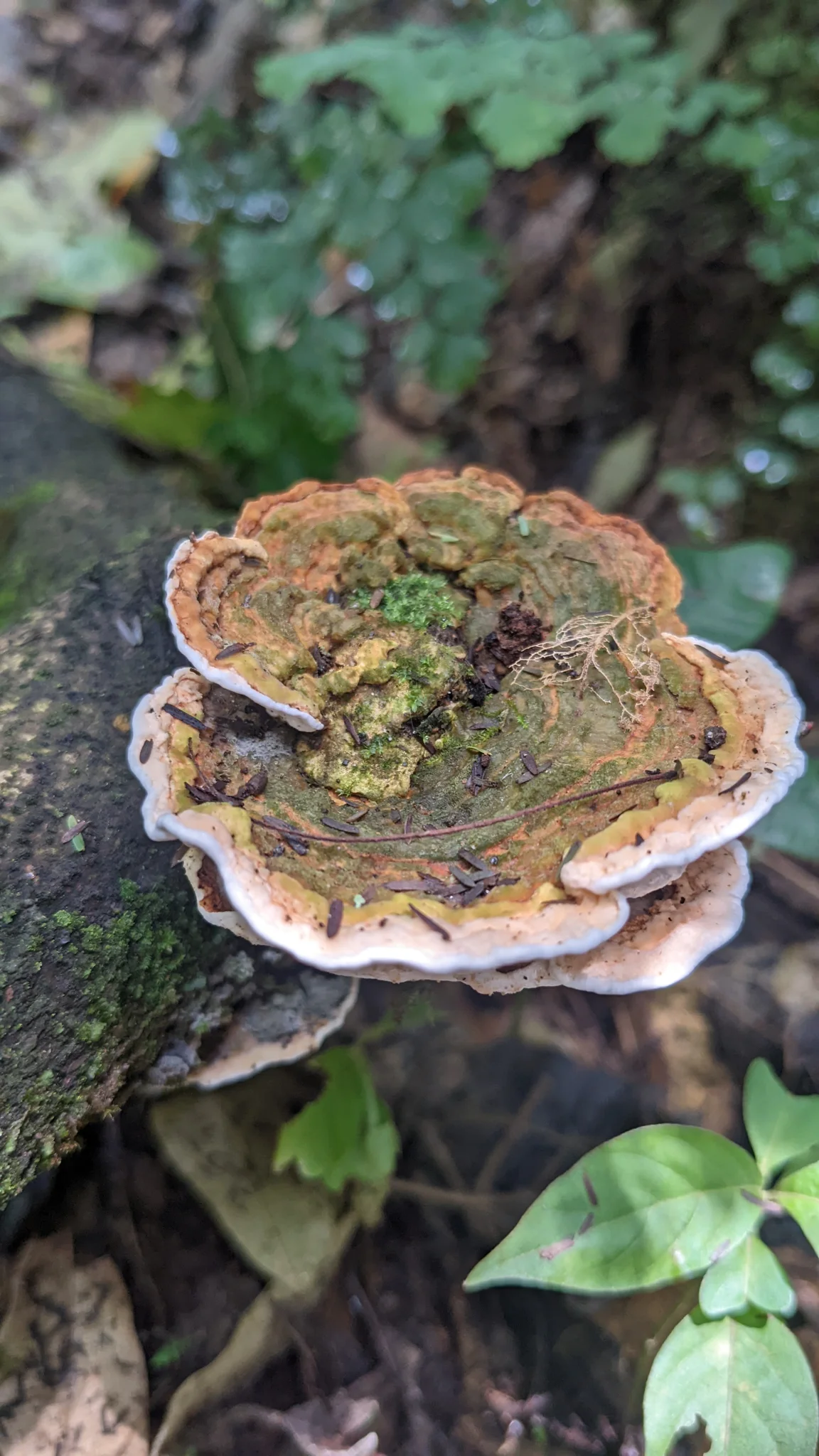 Bracket fungus on forest floor. Finer identification remains unconfirmed.