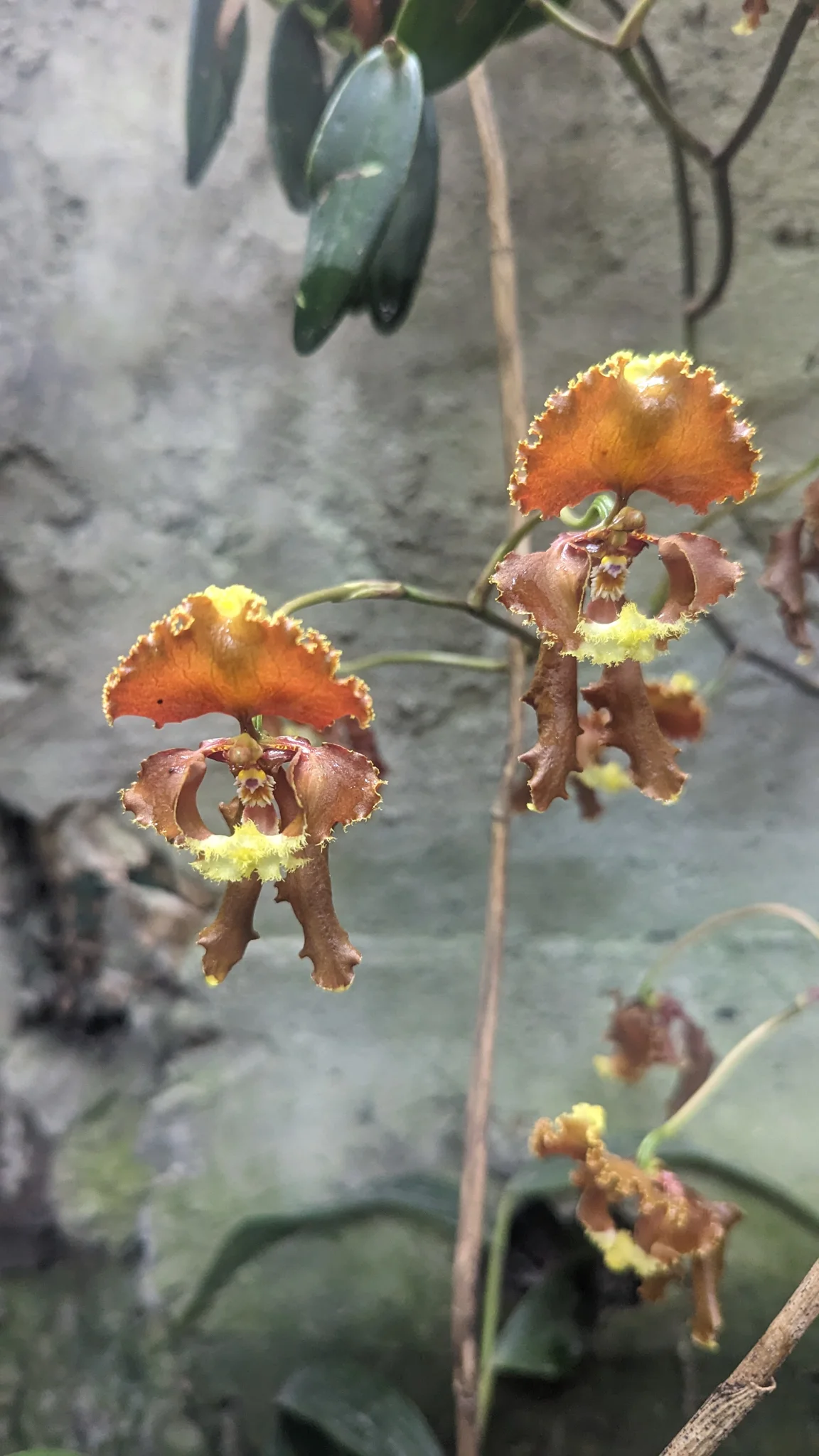 Brown-orange Cyrtochilum orchid flowers have broad wavy-edged petals and sepals, long narrow lateral sepals and a small contrasting yellow lip.