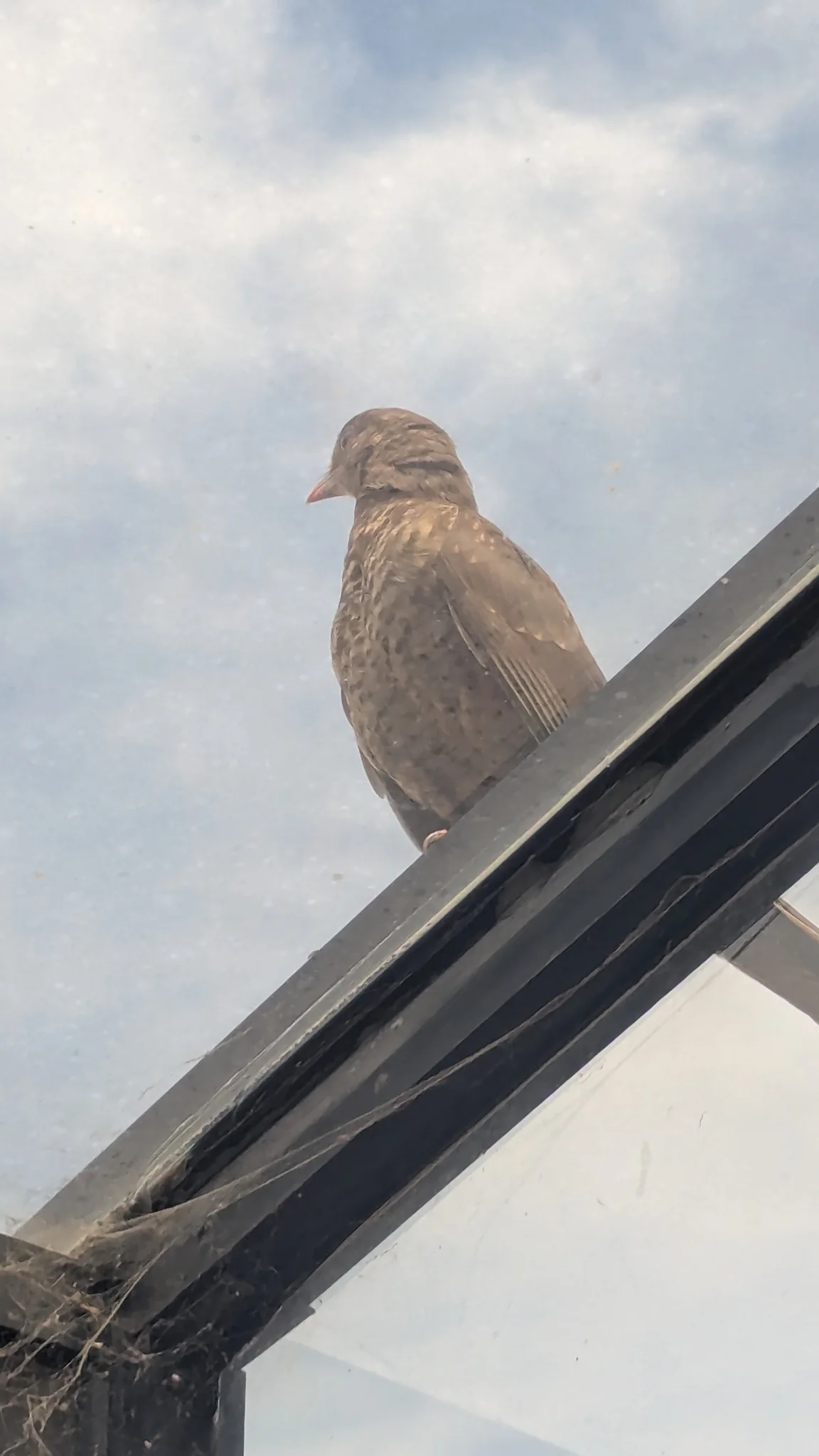 Small bird perched beside a window or vehicle edge. Finer identification remains unconfirmed.