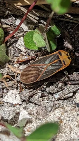 Yellow-lined winged insect on the ground. Finer identification remains unconfirmed.