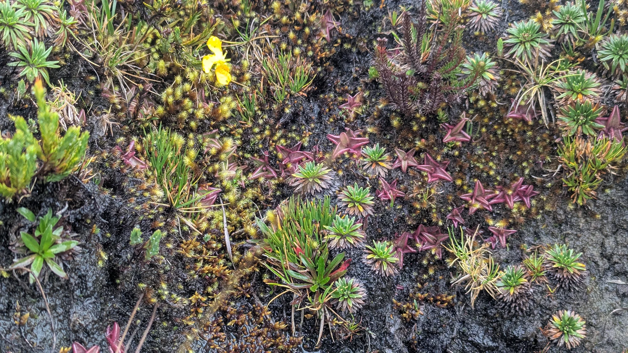 Small plants on a moss-covered bank
