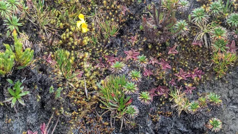 Small plants on a moss-covered bank