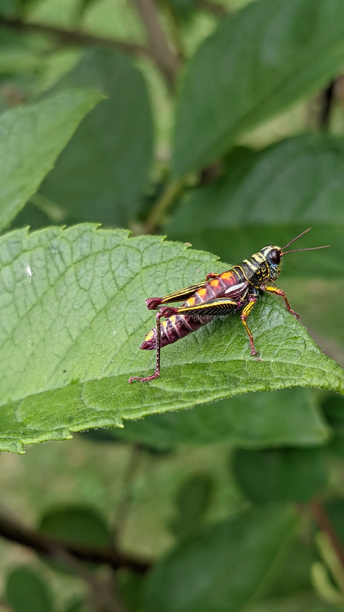 Insect on green leaf close-up. Finer identification remains unconfirmed.