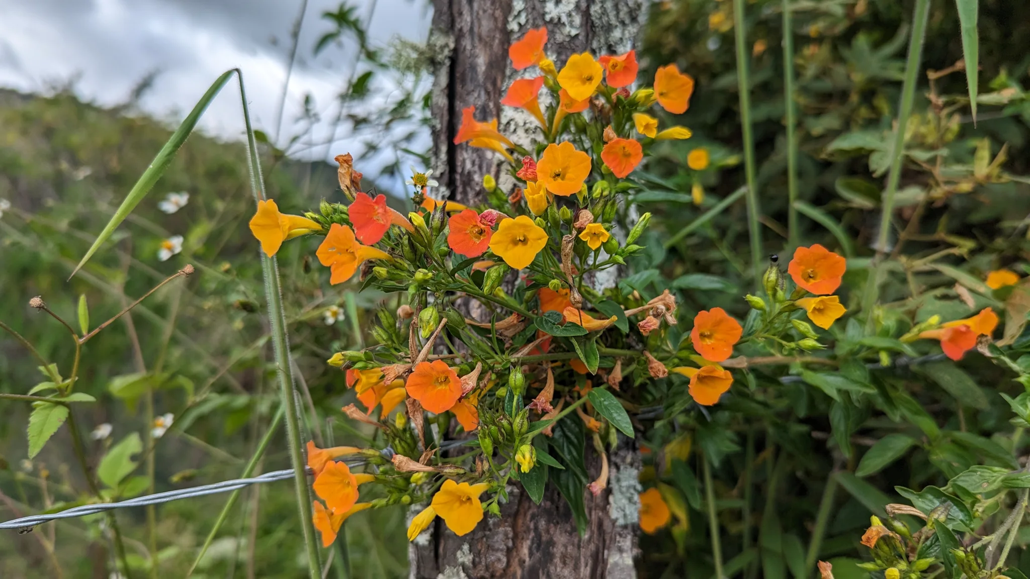Orange and yellow Streptosolen jamesonii flowers cluster beside a tree trunk at Yamballa, with narrow tubes opening into broad, shallowly lobed faces.