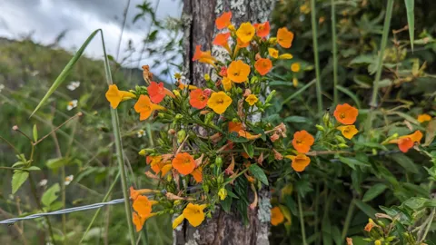 Orange and yellow Streptosolen jamesonii flowers cluster beside a tree trunk at Yamballa, with narrow tubes opening into broad, shallowly lobed faces.