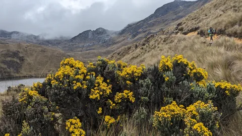 Yellow flowering shrubs below the mountains