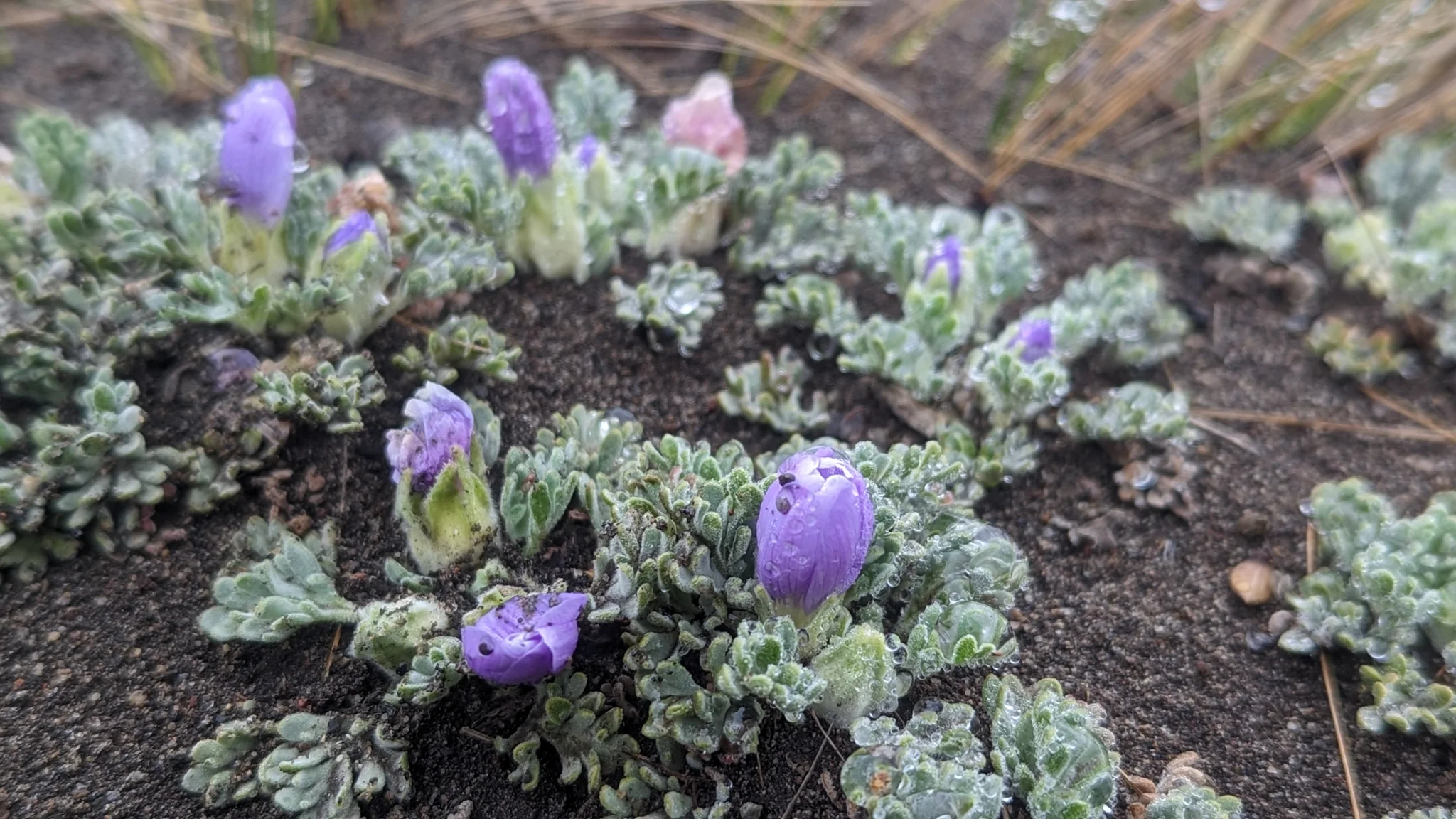 Low Nototriche hartwegii rosettes spread across damp gravelly soil, with silvery, deeply divided leaves and violet flower buds.