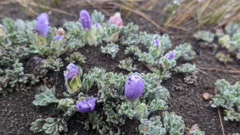 Low Nototriche hartwegii rosettes spread across damp gravelly soil, with silvery, deeply divided leaves and violet flower buds.