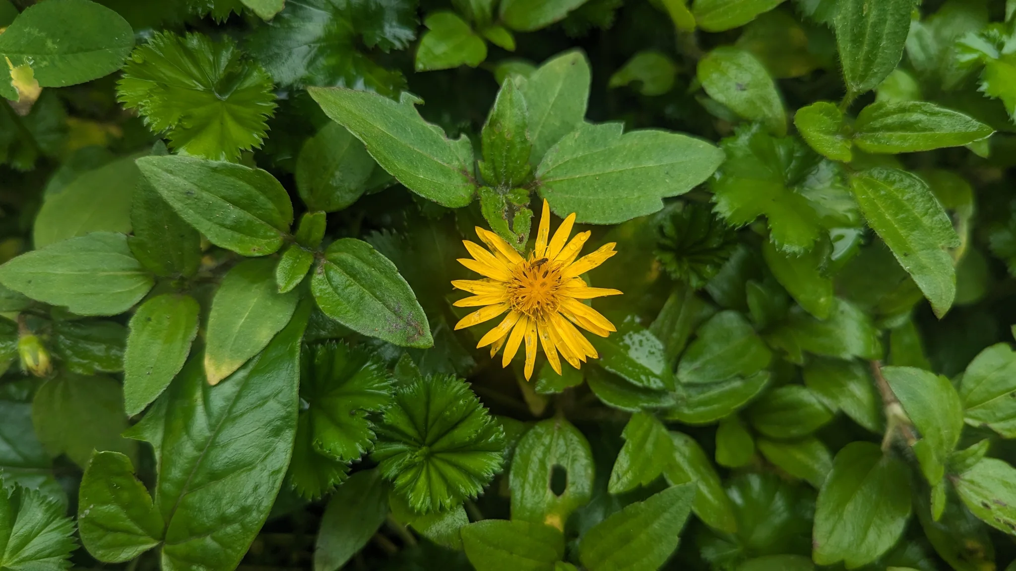 Yellow daisy-like flower in green leaves. Finer identification remains unconfirmed.