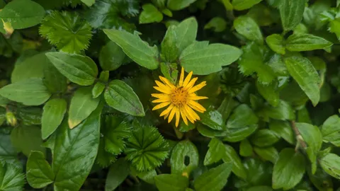 Yellow daisy-like flower in green leaves. Finer identification remains unconfirmed.