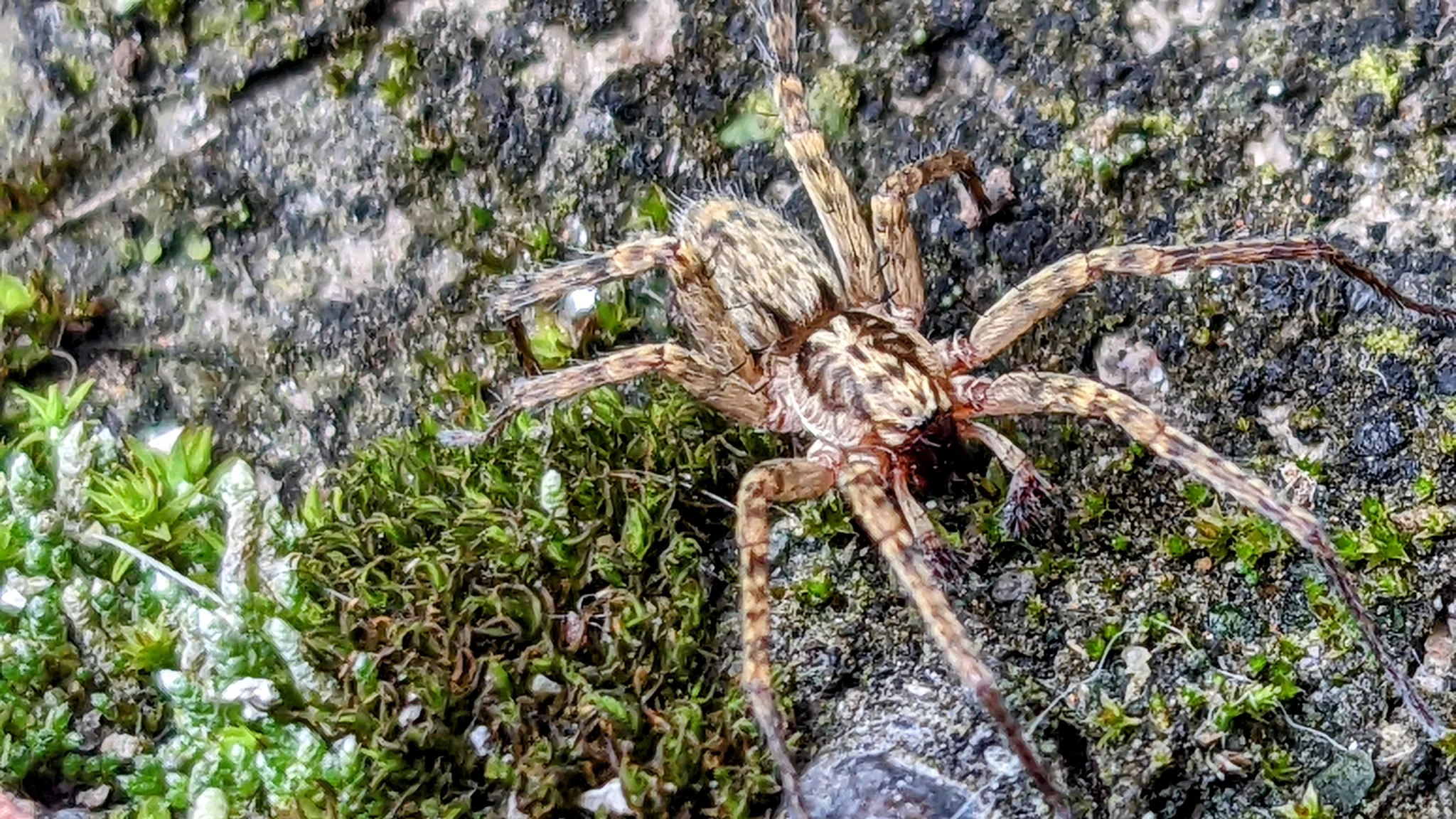 Spider-like arthropod on rocky ground. Finer identification remains unconfirmed.