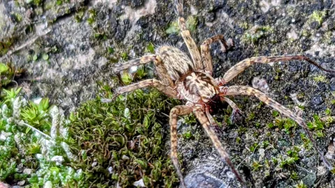 Spider-like arthropod on rocky ground. Finer identification remains unconfirmed.