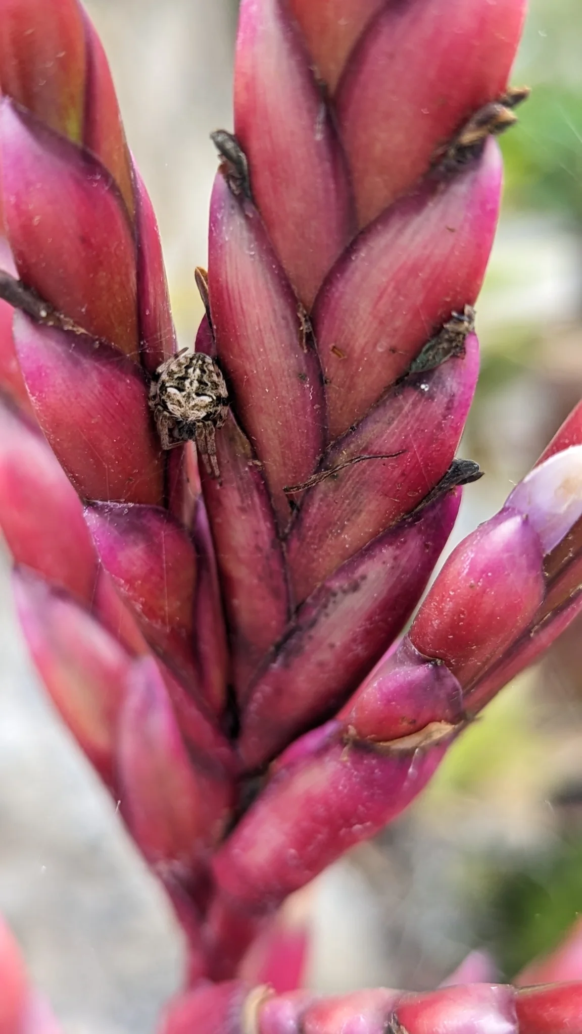 Red flower buds close-up. Finer identification remains unconfirmed.